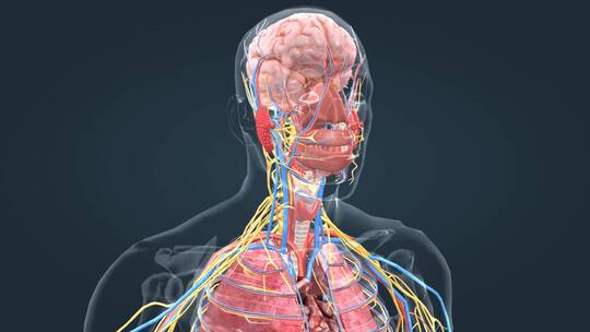 医学三维动画消化系统十二指肠3D医疗动画