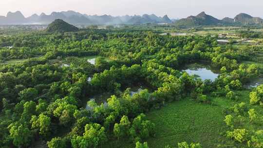 航拍广西桂林会仙湿地白鹭栖息地