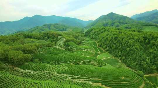 航拍春天茶山梯田武夷山燕子窠生态茶园