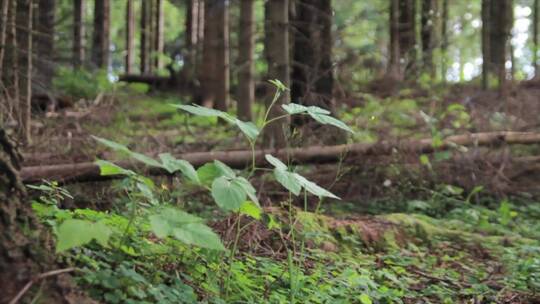 森林植物慢镜头拍摄