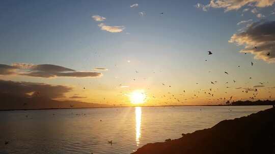 唯美日落海面上飞翔的海鸟、飞鸟、海鸥