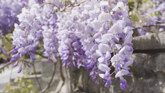 美丽的紫藤花在春天的花园里盛开