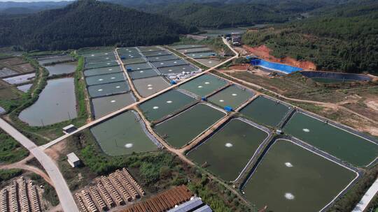 渔场 养殖鱼 生态鱼养殖基地