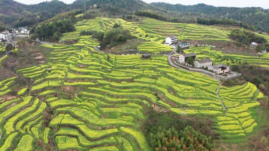 浦江民生村油菜花海梯田风光4K航拍