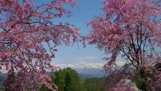 雪山樱花树樱花林樱花合集