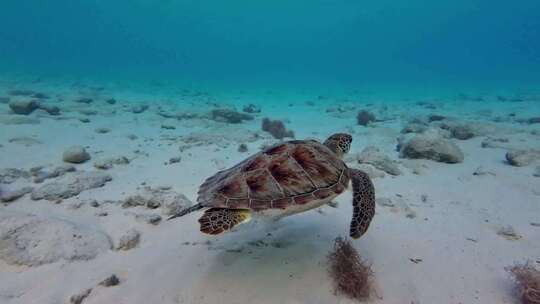 海底海龟