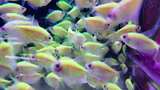 水族馆的鱼高清在线视频素材下载