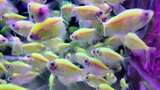 水族馆的鱼高清在线视频素材下载