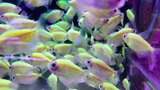 水族馆的鱼高清在线视频素材下载
