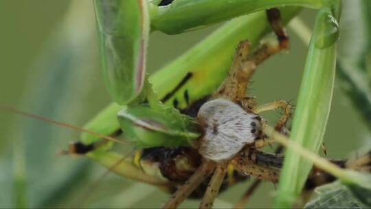 螳螂吃一只蜘蛛视频素材模板下载