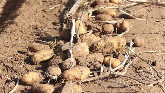 田地里的土豆收获场景
