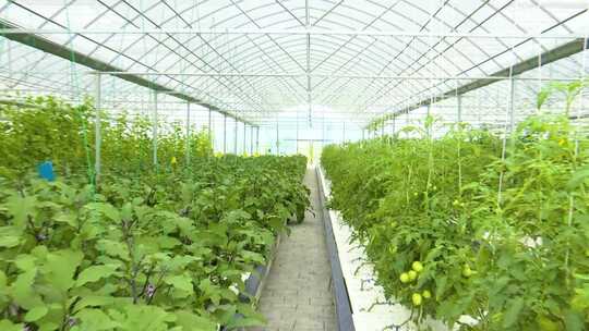 大棚 农业 养殖 种植