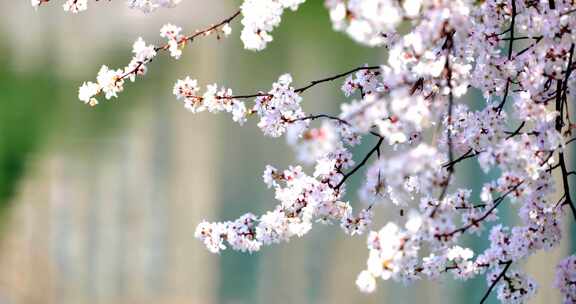 4k池塘边的樱花花簇