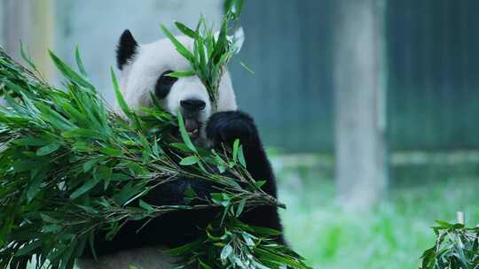 熊猫莽仔乐园吃竹子