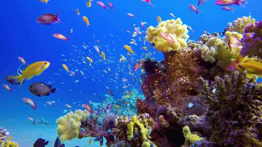4K海底世界、珊瑚礁、彩色鱼群、金色鱼群