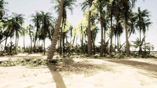 背景是棕榈树和海洋的沙地