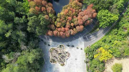 航拍广东省深圳市仙湖植物园落羽杉