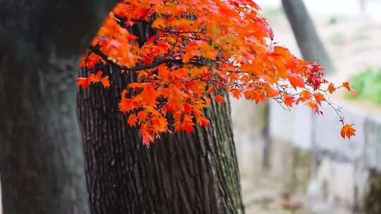 秋天的树_自然背景