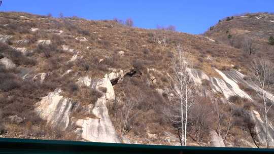 公路旁山野树林景色