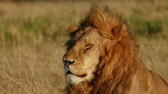 草原上休息的狮子特写镜头