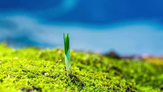 中药材藏红花植物生长延时摄影