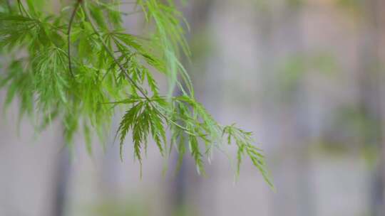 树叶特写绿色 自然森林 风景