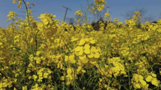 春天油菜花盛开植物鲜花实拍