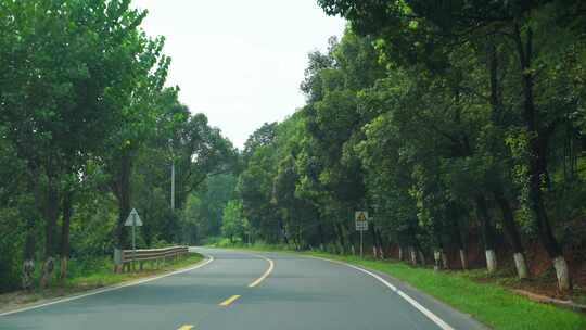 开车行驶林荫小道汽车乡村公路道路驾驶视角