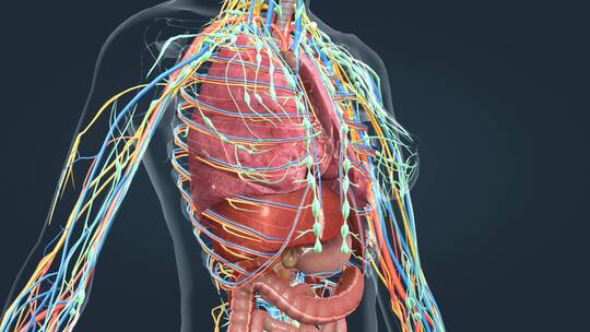 医学人体奥秘女性肺脏肾脏胃消化系统动画