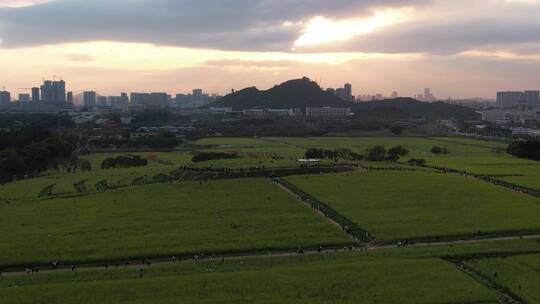 深圳华侨城集团光明小镇欢乐田园油菜花田