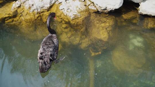 水中的黑天鹅在游动潜水觅食