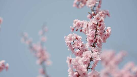 春天春暖花开桃花樱花空镜