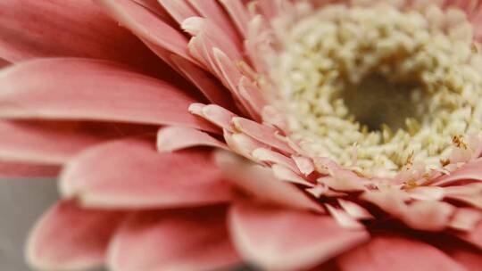【镜头合集】微距粉色非洲菊雏菊视频素材模板下载