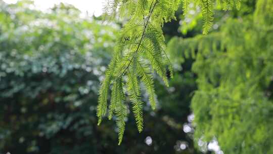 清新唯美水杉树叶实拍视频素材模板下载