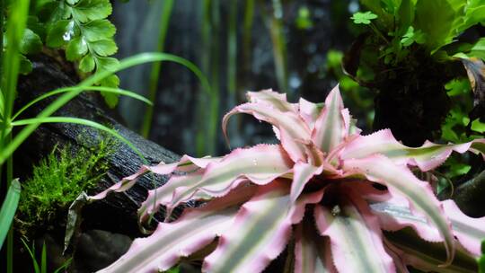 雨林缸造景热带植物观赏