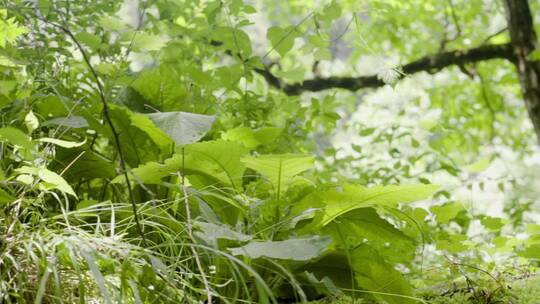 森林、小溪、野草、流水