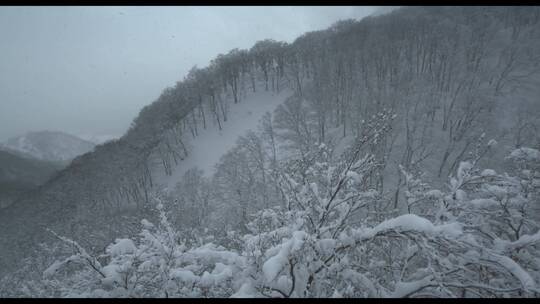 飞雪压青松