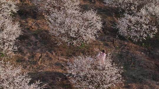 中国广东省广州市从化区广州流溪东星村梅花