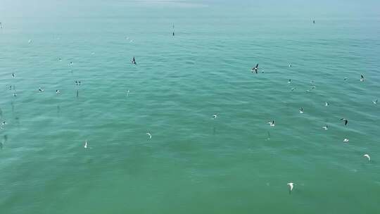 海面上有众多海鸥飞翔的景象