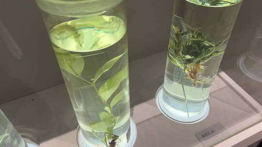 【镜头合集】保鲜剂浸泡植物农作物标本