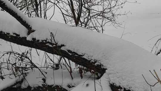 积雪覆盖的树干和树枝