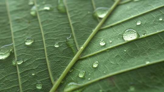 下雨和树叶