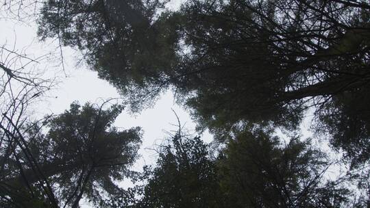 低角度旋转拍摄树梢视频素材模板下载