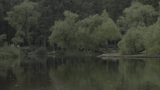 共青森林公园水边柳树