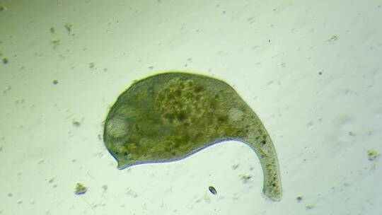 生命科学纪录片素材，显微镜下的喇叭虫3