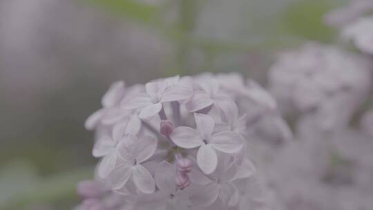 丁香花微距LOG