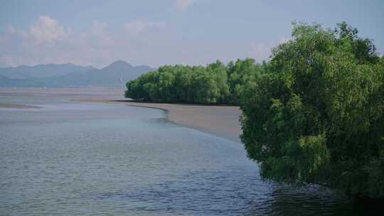 广东深圳湾滨海公园，红树林海洋生态