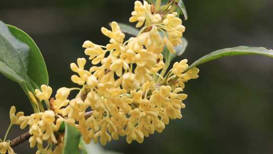 【合集】阳光微风山林桂花树桂花光影合集