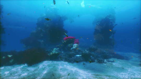 一大群鱼在珊瑚礁上游泳
