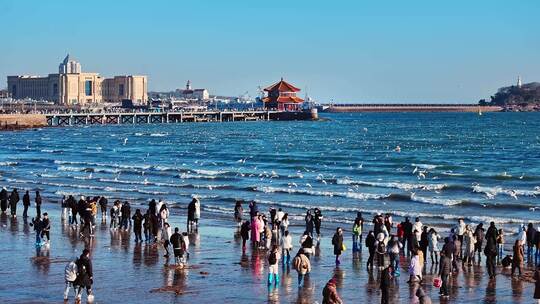 青岛海鸥青岛老城区栈桥视频素材模板下载